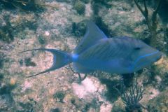 Trigger fish