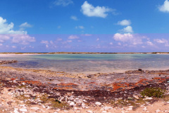 Salt-Cay-South-Creek-Bird-Sanctuary